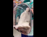 Collab BitchMP - Guy walking with cat in clear backpack home depot 