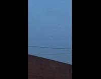 Bats fly over abandoned factory echolocation sounds