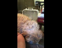 Pink shirt girl pets brown dog couch 