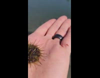 Sea urchin crawl on hand black ring