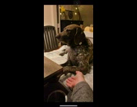 Dog aggressively holds hands with woman