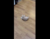 Kitten chasing own tail