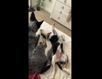 Puppy pushing out older dog out of pod 