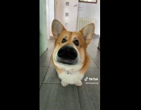 ClipsIG - Dog in Face Filter Walks in and Barks