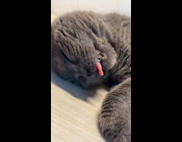 Gray cat asleep while tongue moves out