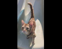 Cat wearing black leash walks down slide 