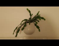 Green plant leaves move on its own 