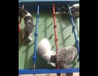 Kittens on Table Football Plays and Crawls under Rods