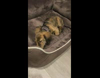 Dog asleep on couch twitch caused by hiccup