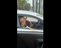Man with fake skeleton wearing straw hat inside car