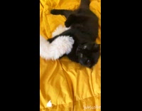 Black cat gets angry at faux fur