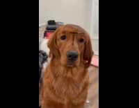 Dog with head fur like emo hair