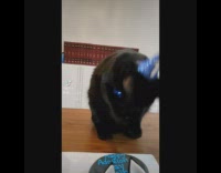 Collab Kale Salad IG - Black cat acts crazy compilation