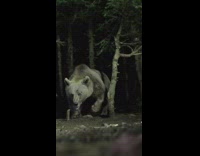 Guy takes photos of a wild bear 