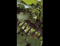 Baby birds sleep on nest in plant