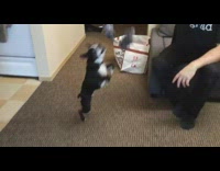Collab DailyDoseOfInternet - Black dog jump to catch rope toy