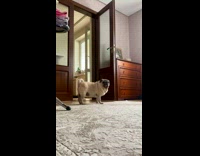 Pug Plays with Vacuum Cleaner on Use