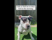 Dog gets tucked into bed but goes to parents bed