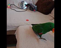 Parrot asks and receives kiss from owner