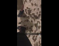 Two friends stuck with small chickens running on floor 