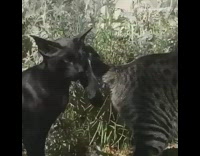 Black cat smells sniffs butt grass house 
