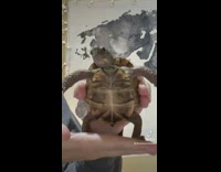 Turtle dances while standing on owners palm 