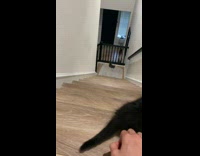 Collab BitchMP - Cat rolls down the stairs 