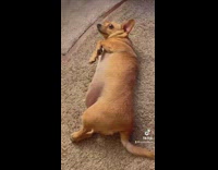 Chonky dog lays down with wavy filter