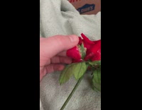 Red Rose Petal merged with green leaf petal