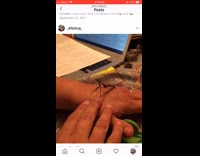 Praying mantis bug hand jumps scares everyone 