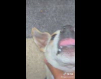 Submitter Compliments and Playfully Chokes Pet Dog