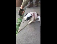 Woman shows her dog its picture 