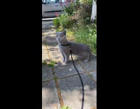 Grey cat yellow eyes black harness leash 