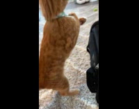 Orange kitten fell into pet carrier 