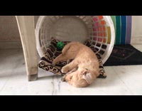 Golden retriever puppy falls over white basket 