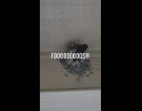 Baby birds in nest chirp for food 