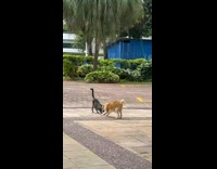 Black and orange cat meet up and hang out 