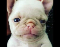 Pug Puppy Tilts Head 