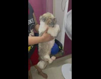 Dog swims in front of fan