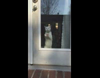 white cat scratching door window continuously 