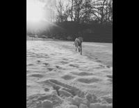 (BROKEN LINK) Slow motion black white video dog running through snow at camera