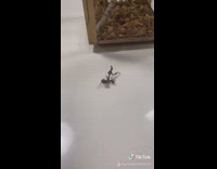 Collab BitchMP - Praying mantis new home dance