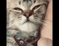 Grey kitten falls asleep nails cut scissors