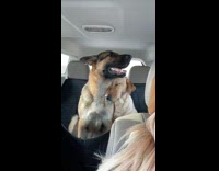 Two dogs in backseat one is asleep 