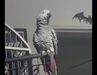 Cockatoo parrot sings outside its bird cage 