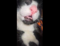 Cat asleep with weird face on lap