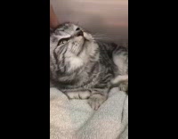 Girl pets purring grey white kitten towel