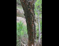 Group of ladybug groups up for hibernation in the tree