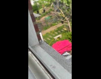 Raccoon on the electric wire near window Part 1