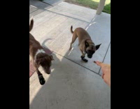Dad train dogs to walk with boots